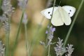 Pieris 